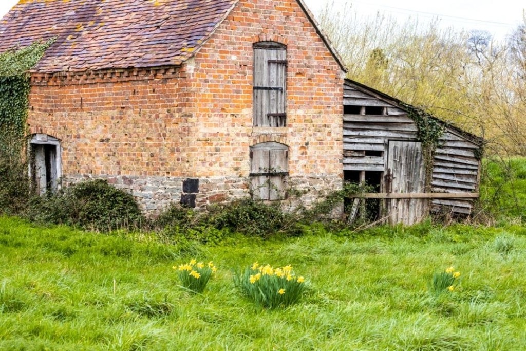 Weathered brick barn with a corrugated wood side extension amidst lush greenery and blooming yellow daffodils in rural UK, showcasing potential for architectural renovation and countryside charm.