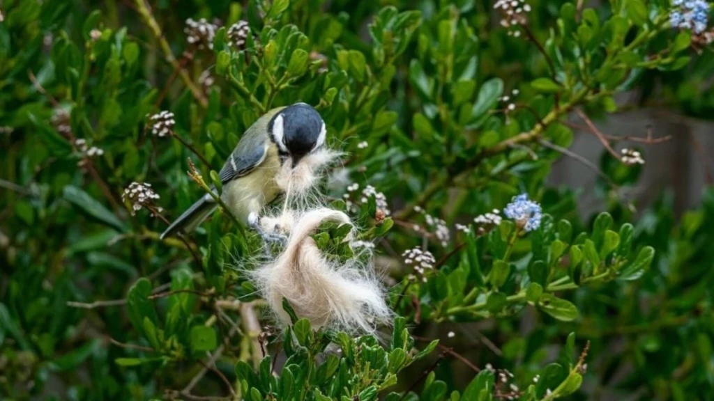 Small bird gathering nesting material among dense green shrubs and flowering plants.