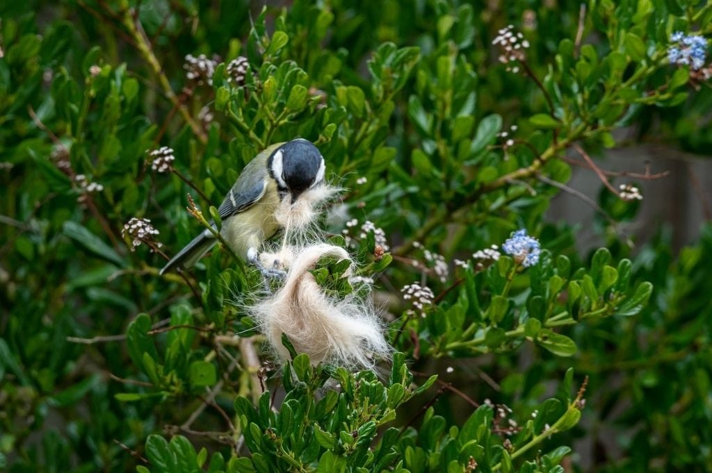 Great tit bird skillfully gathering soft white animal fur for nesting material in a vibrant green shrub, showcasing natural behavior and biodiversity in a garden habitat.