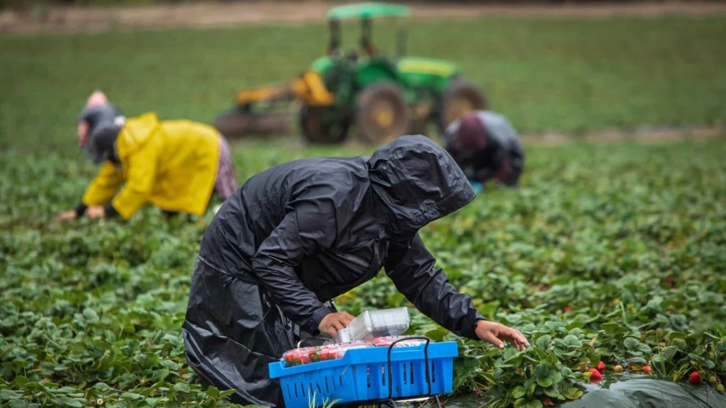 Farmworkers in rain gear hand-picking strawberries in a lush field, with a focus on a person placing ripe berries into a blue crate, and a vintage tractor in the background, showcasing sustainable and local agriculture practices.