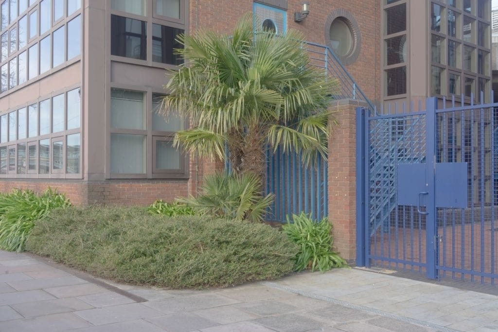 Urban office building exterior with a tropical palm tree and lush greenery in the foreground, featuring a large blue gate and matching windows, set against a clear sky, indicative of the blend between natural elements and commercial architecture.