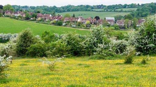 Lush green meadow with blooming yellow wildflowers and white flowering shrubs in the foreground, leading to a row of houses with red roofs nestled amongst trees in a UK Green Belt area, showcasing potential land for careful urban planning and development.