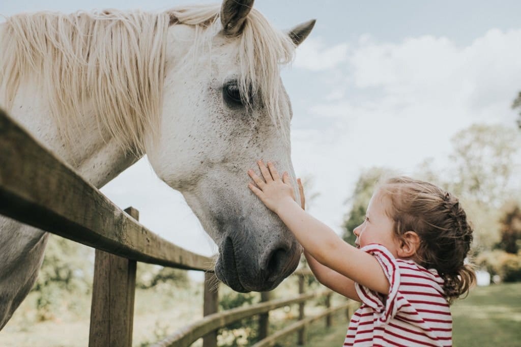 Small young girl in french braids and a white and red stripped top holding out both of her hands to the nose of a white and speckled brown horse behind a simple wooden fence on agricultural land in the UK