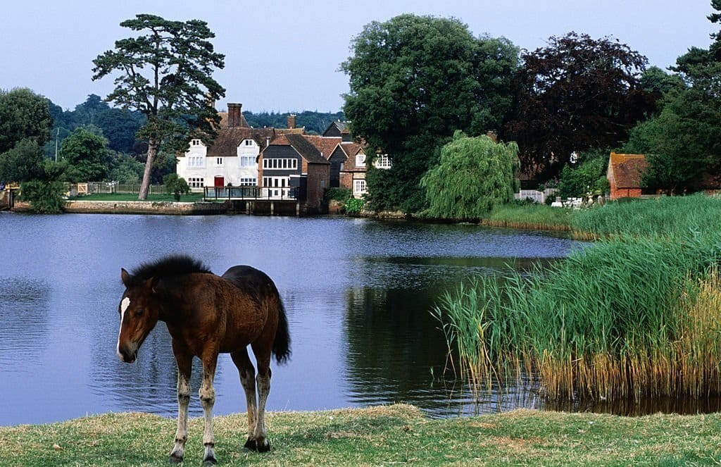 Tri-coloured brown, white and black horse grazing on some equestrian land grass by a lake and traditional large dwelling houses with thatched roofs in the distance