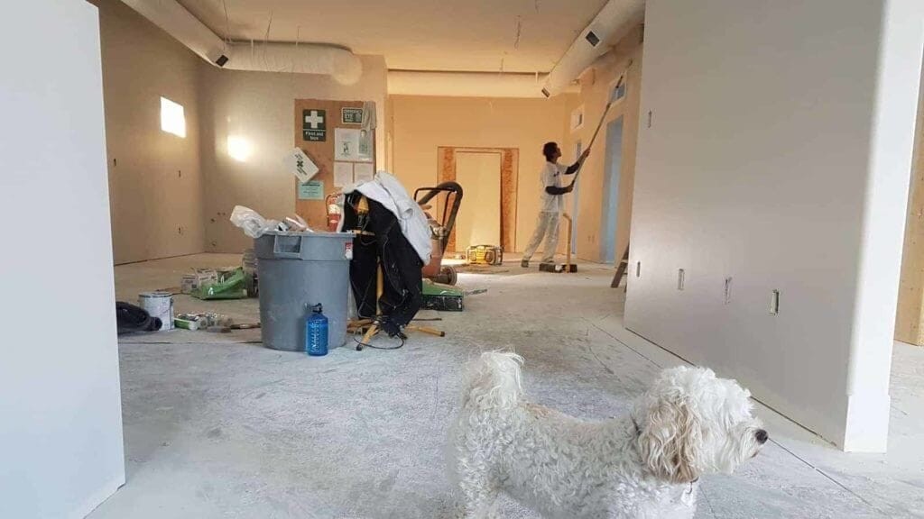 Curious white dog observing interior home renovation, with workers applying finish to walls in a spacious room with construction tools and materials scattered around.