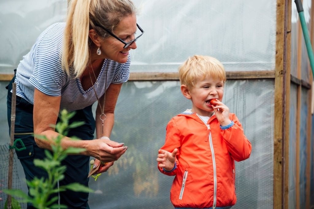 Smiling young boy eating a strawberry with his grandmother in a greenhouse, experiencing the joy of homegrown food and the importance of family bonding in sustainable living.